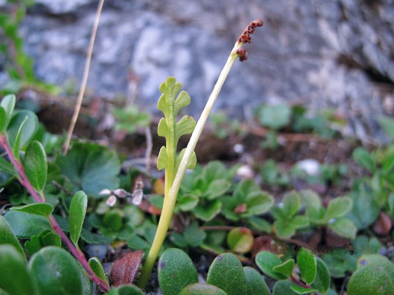 Botrychium minganense