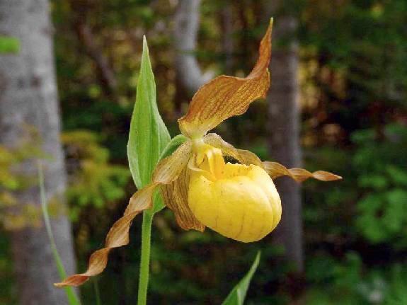 Cypripedium parviflorum Salisb. var. pubescens (Willd.) O. W. Knight