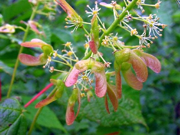 Acer spicatum Lam.