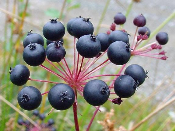 Aralia hispida Vent.
