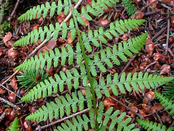 Athyrium filix-femina (Linnaeus) Roth ex Mertens var. angustum (Willdenow) G. Lawson