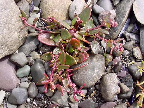 Atriplex nudicaulis Boguslaw [= Atriplex praecox H&uumllph. ]
