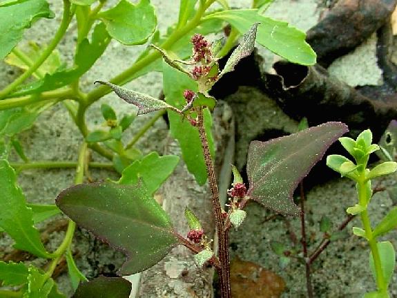 Chenopodium album L. var. album