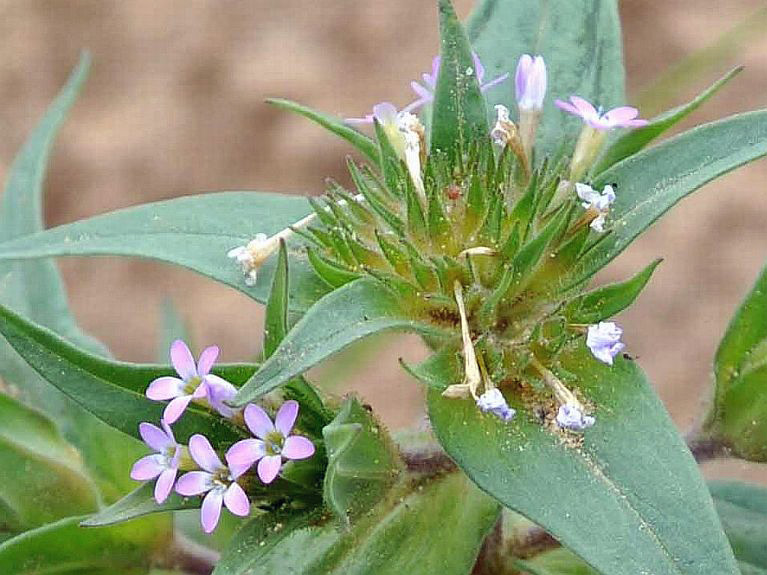 Collomia linearis