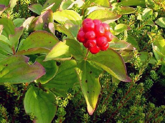 Cornus canadensis L.