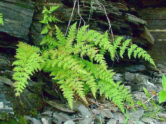 Cystopteris fragilis (Linnaeus) Bernhardi