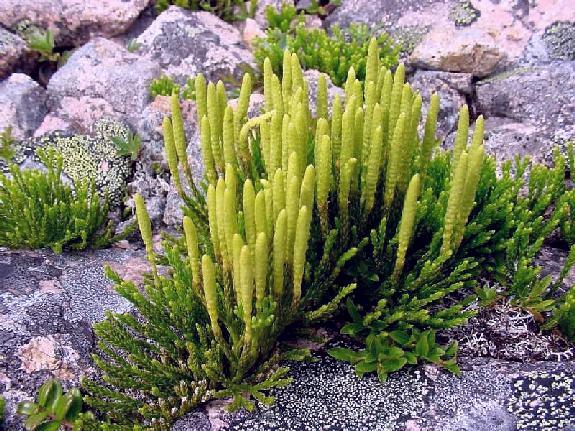 Diphasiastrum sitchense (Rupr.) Holub