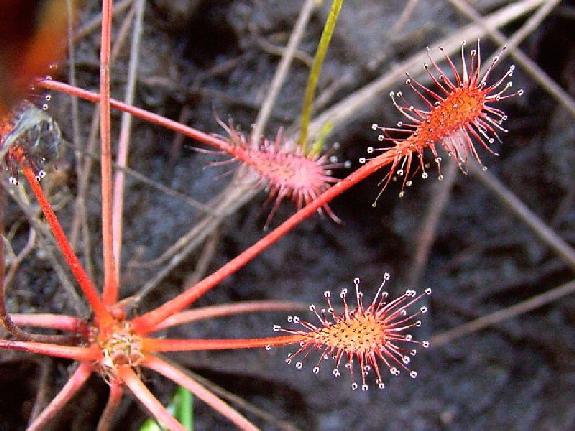 Drosera intermedia Hayne