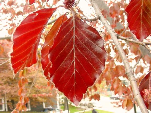Fagus sylvatica L.