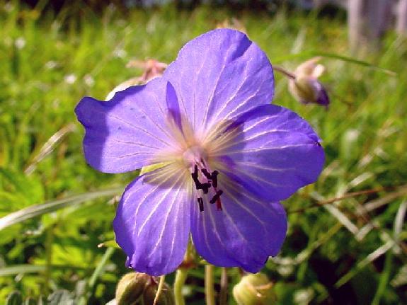 Geranium pratense L.