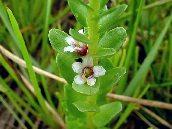 Glaux maritima Linnaeus
