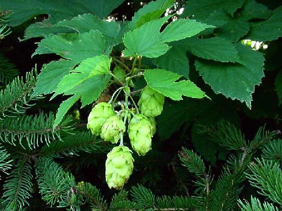 Humulus lupulus L. var. lupulus