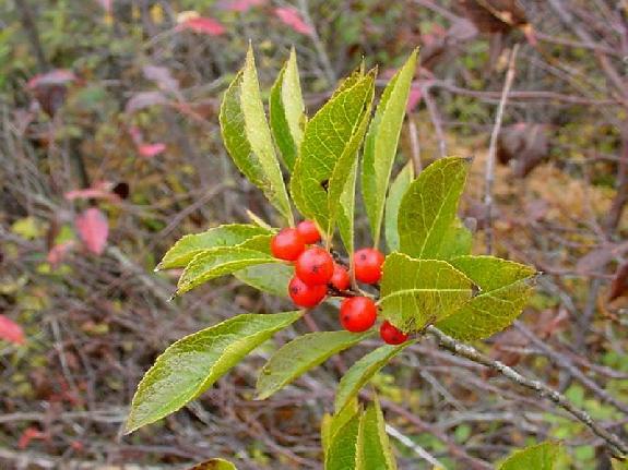 Ilex verticillata (L.) A. Gray