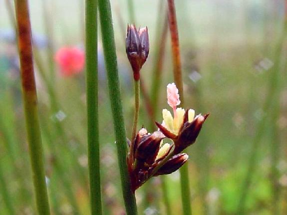 Juncus arcticus Willd. var. balticus (Willd.) Trautv.