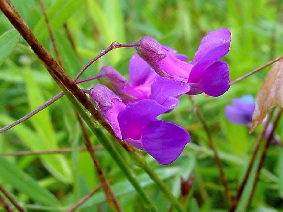 Lathyrus palustris L. var. pilosus (Cham.) Ledeb.