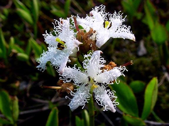 Menyanthes trifoliata L.