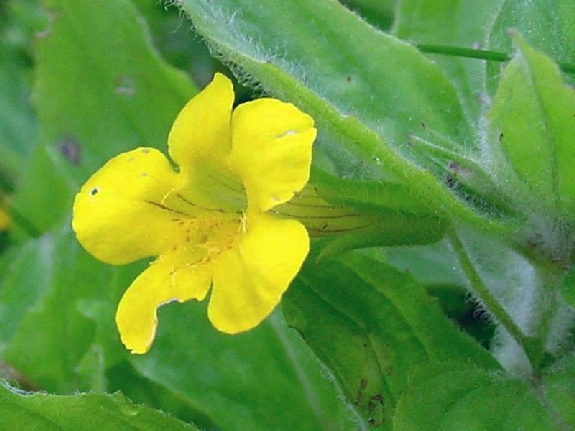 Mimulus moschatus Douglas ex Lindl. var. moschatus