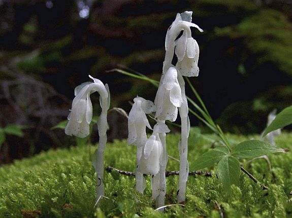 Monotropa uniflora L.
