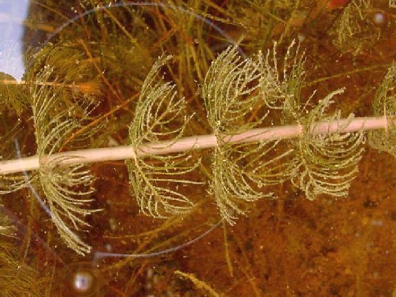 Myriophyllum sibiricum Kom.
