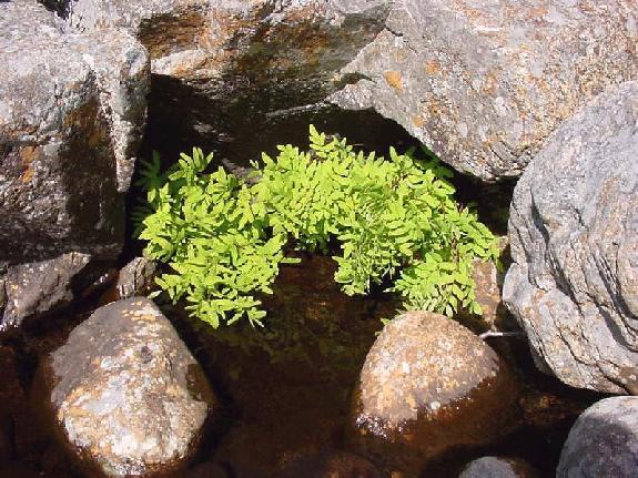 Osmunda regalis L. var. spectabilis (Willd.) A. Gray