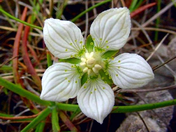 Parnassia palustris L. var. neogaea Fernald