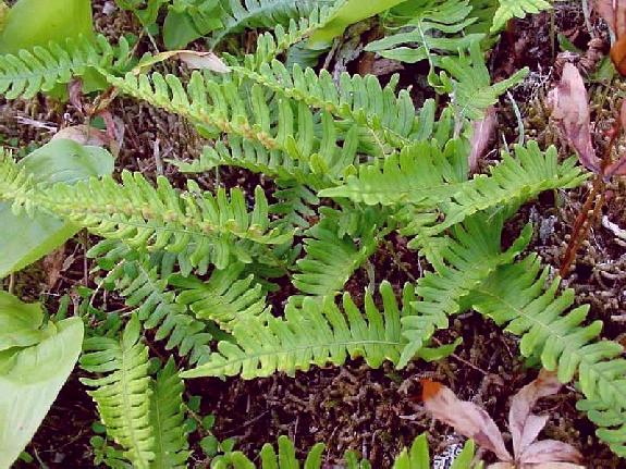 Polypodium virginianum L. sensu lato