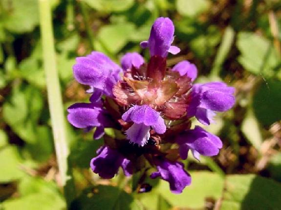 Prunella vulgaris L. subsp. vulgaris