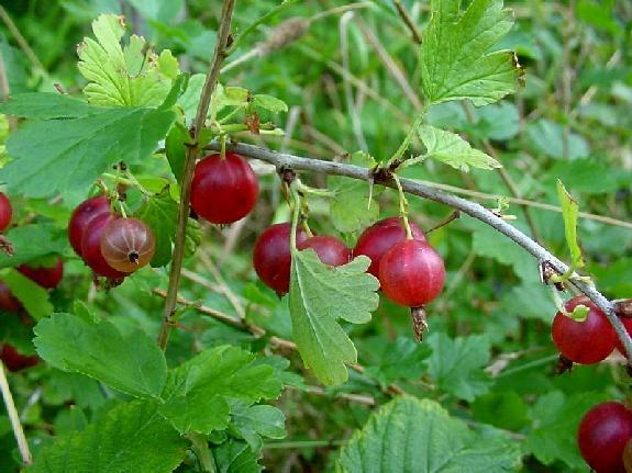 Ribes grossularia L.