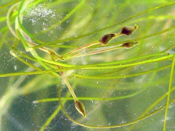 Ruppia maritima L. var. obliqua (Schur) Aschers. & Graebn.