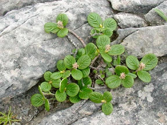 Salix vestita Pursh