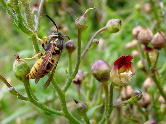 Scrophularia nodosa L.