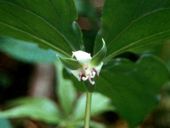 Trillium cernuum L.