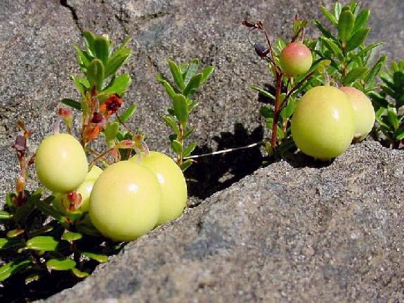 Vaccinium macrocarpon Aiton
