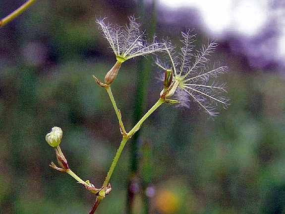 Valeriana dioica