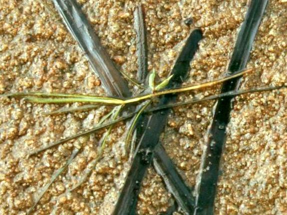 Zannichellia palustris L