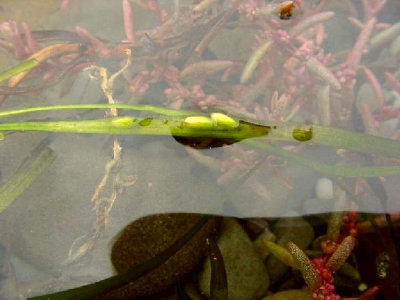 Zostera marina L.
